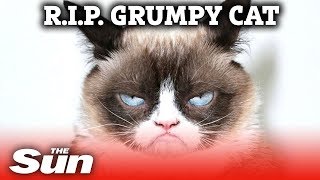 World famous Grumpy Cat dies aged 7 after making her owner millions [upl. by Platus]