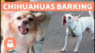 CHIHUAHUAS BARKING COMPILATION 🐶🔊 Angry Happy and Crying Chihuahuas [upl. by Etteb]