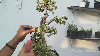 Membuat bonsai jade plant 21 [upl. by Phylys]