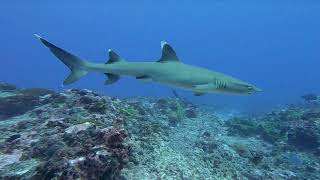 Scuba Diving in Rangiroa  4k [upl. by Haras]