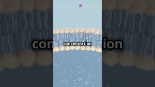 Passive vs Active Transport Cell Membrane Explained [upl. by Miah]