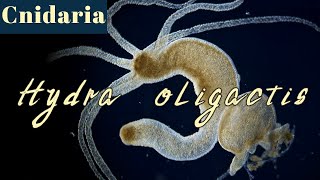 Morphology and feeding process of Hydra oligactis Cnidaria [upl. by Scarlett]