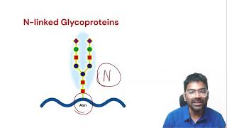 Glycoproteins  Definition Classification and Examples [upl. by Melvena]