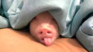 Lungrin the Mini Pig Being Silly [upl. by Noakes]