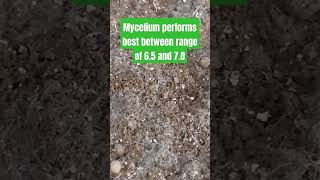 Morels can grow in a range of pH 6 to 8 Mycelium performs best between 65 and 70 morel [upl. by Petrick]