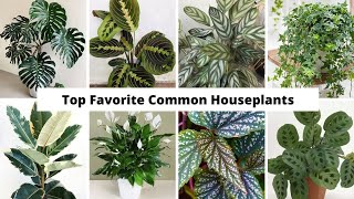 Top 29 Favorite Common Houseplants  Popular Houseplants  Best Indoor Plants for Appartement [upl. by Reinke669]