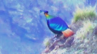 Himalayan Monal Male Bird  1 [upl. by Atikam]