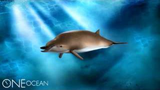 Bairds Beaked Whale 3D Rendering [upl. by Eniak]