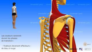 Lépaule antepulsion ou élévation antérieure du bras [upl. by Devinna]
