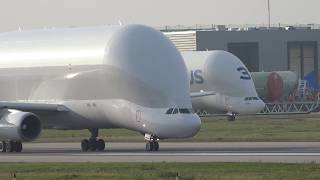 Airbus Belugas A300s landings and departures compilation at Hamburg Finkenwerder Airport [upl. by Bassett]