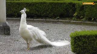 Blauer  Weißer Pfau Pavo Cristatus Eggenberg Österreich peacock [upl. by Kesley756]