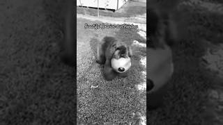 Beautiful Bouvier des Flandres From Farm Dog to Show Dog [upl. by Avitzur]