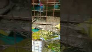 Budget parrot breeding colony trending budgies youtubeshorts [upl. by Oirogerg]