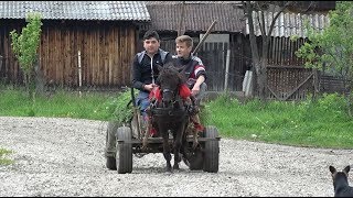 Poneita lui Dragos de la Rascruci Cluj  2019 Nou [upl. by Lleynod]