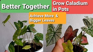 Caladiums in Pots Guide  More amp Bigger Leaves for Longer [upl. by Attelrak]