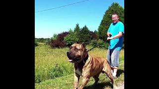 Powerful Presa Canario Dog Breeds youtubeshorts youtube ytshorts [upl. by Fredella765]