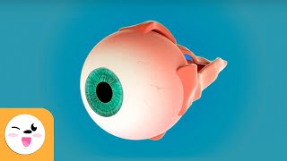 The Human Eye and Its Parts  Sight  Senses for Children [upl. by Bogie]