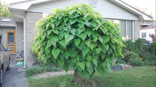 Time Lapse Catalpa Tree Shot each day in May 2014 [upl. by Nnayram]