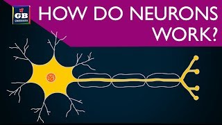 How do neurons work  control and coordination  10th Biology CBSE  NCERT class 10  Xth Science [upl. by Kciderf]