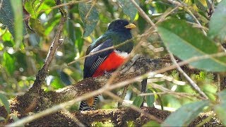 Collared Trogon Calling [upl. by Elleirua932]