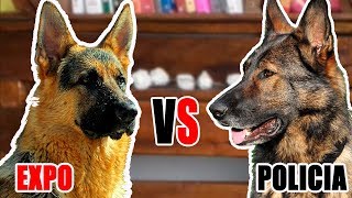 CÃES DE EXPOSIÇÃO VS CÃES DE TRABALHO  Comparação [upl. by Einnahpets867]