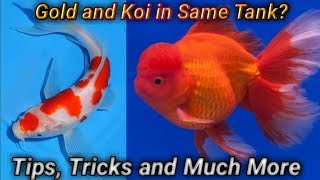 Gold Fish மற்றும் Koi Fish ஒரே தொட்டியில் போடலாமா  tips tricks and medicine Fish Aquarium Tamil [upl. by Alayne]