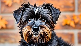 Affenpinscher Dog Facts Quirky Fun and Lovable [upl. by Hatnamas257]