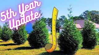 How Fast Do Green Giant Trees Grow  5th Year Growth Update Thuja Green Giant Arborvitae Trees [upl. by Cordi]