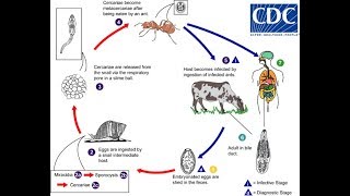 Dicrocoelium dendriticum The lancet liver fluke [upl. by Ifill]