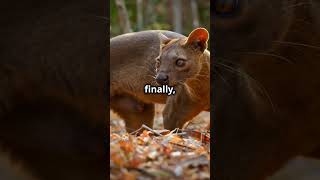 Meet the Fossa Madagascars Mysterious Predator animalfacts wildlifewonders fearless nature [upl. by Crudden]