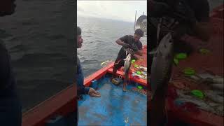 Catching TUNA FISH fishing [upl. by Ennaehr407]