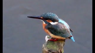 カワセミ三鷹方面女子 2024 10 13 カワセミ 幼鳥 野鳥 birds wildlife nature 自然観察ぶらり散歩 [upl. by Donohue]