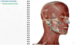 ANATOMIE FMPM VII NERF FACIAL VII [upl. by Tri]