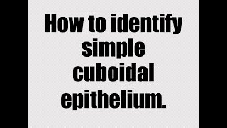 Epithelial Tissue Part 3 Simple Cuboidal Epithelium [upl. by Ihcur289]