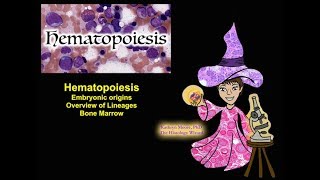 Hematopoiesis Origins Lineages and Bone Marrow CC [upl. by Nileuqay890]