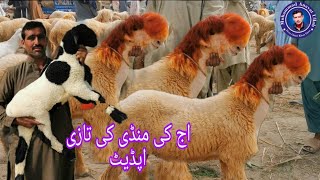 October 26 2024  Dera Ghazi Khan Bakra Mandi New Update2024 [upl. by Erasmo]