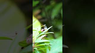 Orangebellied flowerpecker 橙腹啄花鸟  SQ birds sonysingapore nature [upl. by Anaidni]