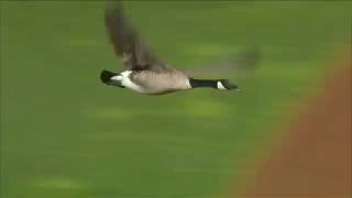 The Goose is Loose Goose takes nasty hit into scoreboard at Angels game [upl. by Ennahs]