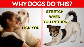 15 Weird Dog Behaviors Explained [upl. by Parsifal423]