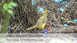 Yellowbreasted Bowerbird  Nest decor with blue plastic cap [upl. by Eicirtap]