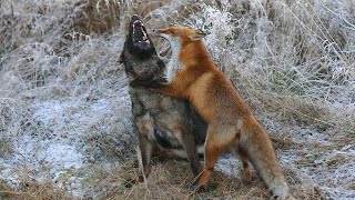 EL PODER DEL ZORRO  Zorro vs Hombre Perro Gato Águila [upl. by Anawek]