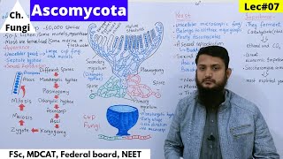 Ascomycota  Ascomycota life cycle  Reproduction in Fungi  Lec07  part 1 bio [upl. by Eutnoj]