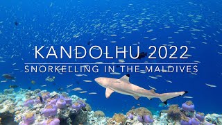 Snorkelling in the Maldives  Kandolhu  2022 [upl. by Langham]