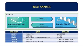 How To Analyze DNA Sequence Using BLAST  Basic Local Alignment Search Tool 👨🏻‍💻🧬 [upl. by Kirven713]