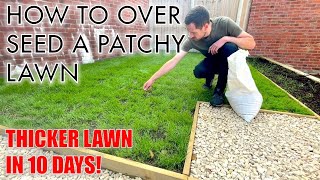 How to OVER SEED a PATCHY LAWN [upl. by Liebermann620]