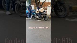 Golden Retriever On R15 doglover bikes publicreaction [upl. by Annuahs]