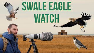 Coastal Eagle watch amp one of Britain’s rarest birds of prey Swale Nature Reserve Bird Photography [upl. by Blankenship]