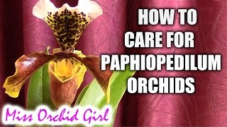 How to care for Paphiopedilum orchids  watering fertilizing reblooming [upl. by Onyx]