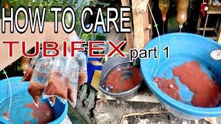 how to keep alive tubifex wormparaan para mapanatiling Buhay Ang tubifex 🐛🐛🐛 [upl. by Enileme15]