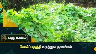 வேலிப்பருத்தி மருத்துவ குணங்கள்  அறிவோம் ஆரோக்கியம்  Puthuyugam TV [upl. by Schoening]